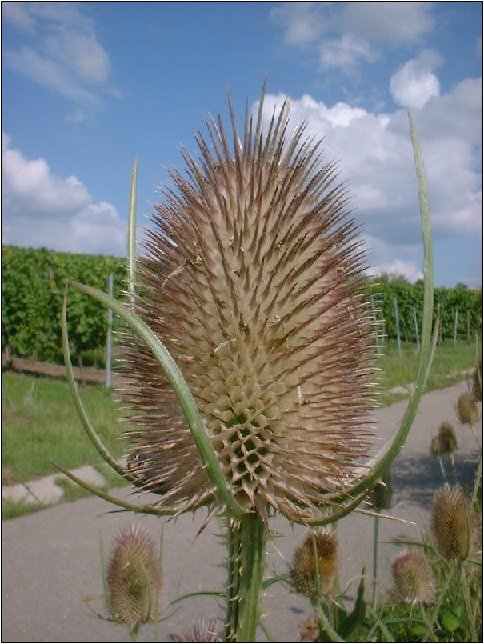 Distel